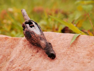 Çimlerin etrafındaki taş yüzeyde sunulan tahta gövde..