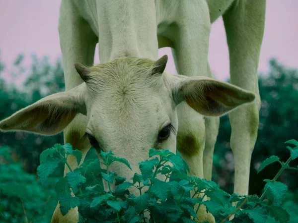 Cow standing behind green leaves plant nature loving animal concept image.