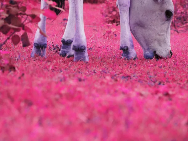 Indian cow eating pink color grass at forest area, Mammals lifestyle concept image.