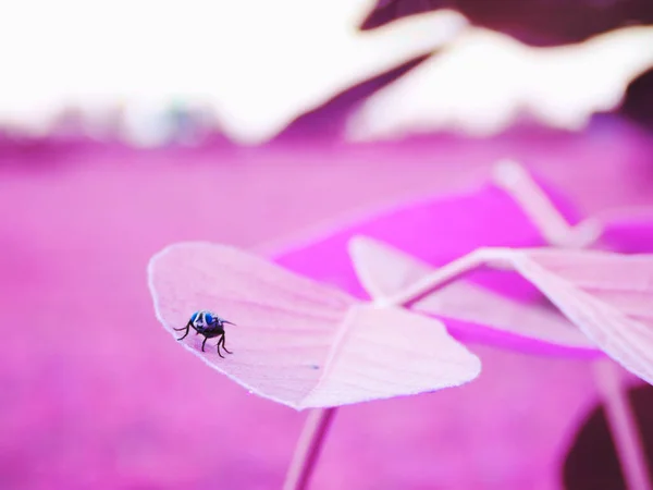 Insecte Mouche Asiatique Assis Sur Une Feuille Rose Fond Nature — Photo