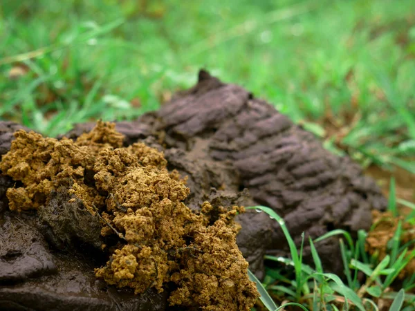 Cow Dunk Lying Grass Field Closeup View Mammals Shit Commercial — Stockfoto