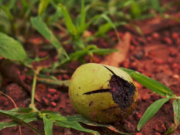 Mangue Endommagée Fruit Vert Couché Sur Champ Terre Herbe Nature — Photo