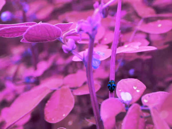 紫叶植物上的虫虫 大自然动物商业背景 — 图库照片