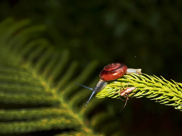木瓜植物枝条上蜗牛昆虫攀爬文本空间自然背景 — 图库照片