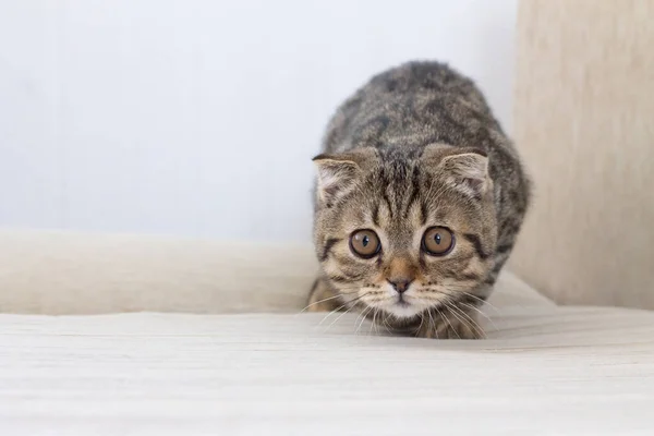 Kucing lipatan Skotlandia atau lipatan Skotlandia, warna bergaris, akan menyerang . — Stok Foto