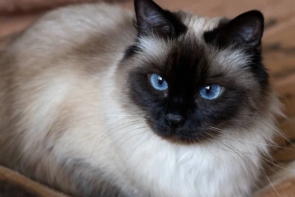 Un chat thaïlandais aux yeux bleus et à la couleur chocolat est couché sur le canapé. — Photo