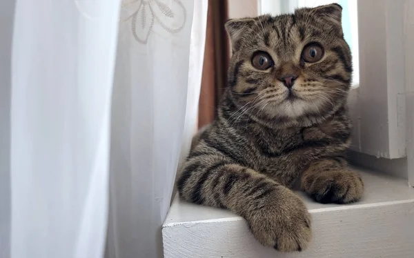 Un gato joven yace en el alféizar de la ventana y mira dentro del marco. La raza Shatland es de orejas entrecortadas, el color es de rayas. — Foto de Stock