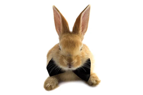 Mustachioed rabbit bow tie. — Stock Photo, Image