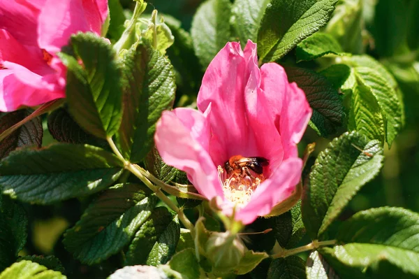 Bee in the flower. — Stock Photo, Image