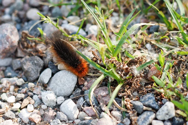 Caterpillar gezinmeler Stones. — Stok fotoğraf