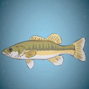 Largemouth Bass isolated  clipart