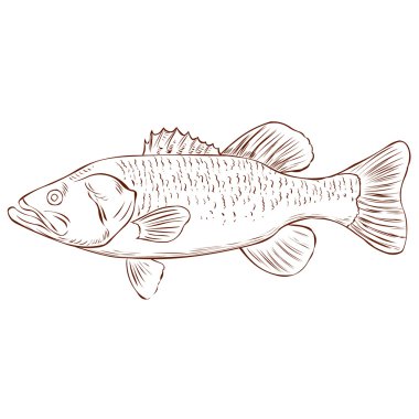 Largemouth Bass isolated  clipart