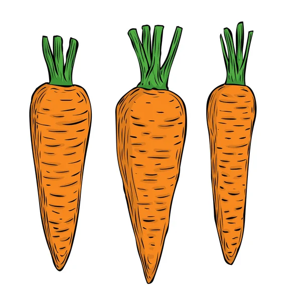 Három kézzel rajzolt sárgarépa — Stock Vector