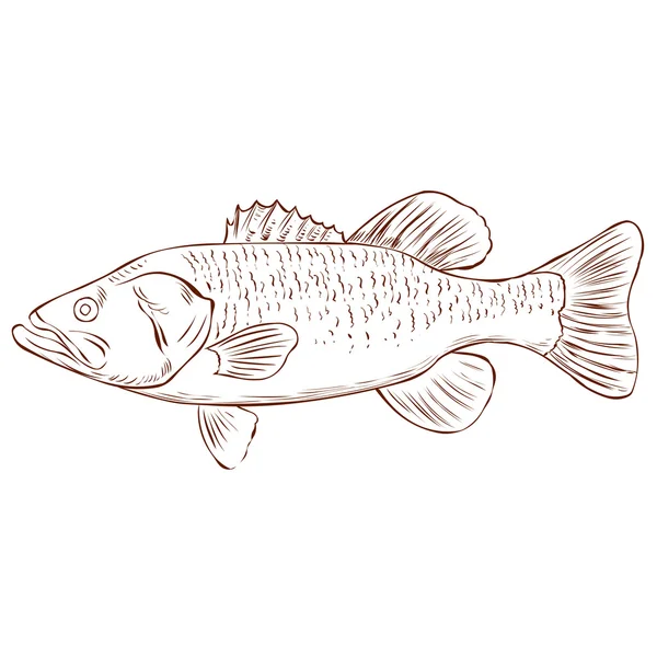 Largemouth Bass geïsoleerd — Stockvector