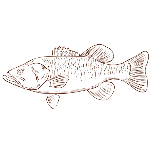 Largemouth basszus elszigetelt — Stock Vector