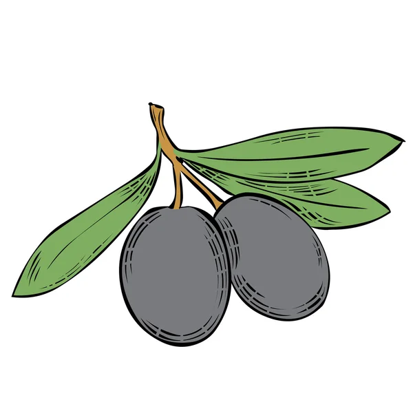 Deux olives noires sur la branche avec des feuilles . — Image vectorielle