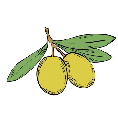 İki yeşil zeytin dalı yaprakları ile. 