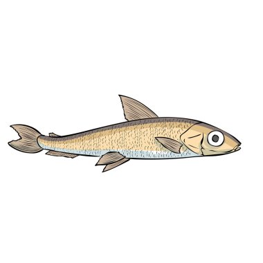 Outlined Hand drawn Smelt fish clipart