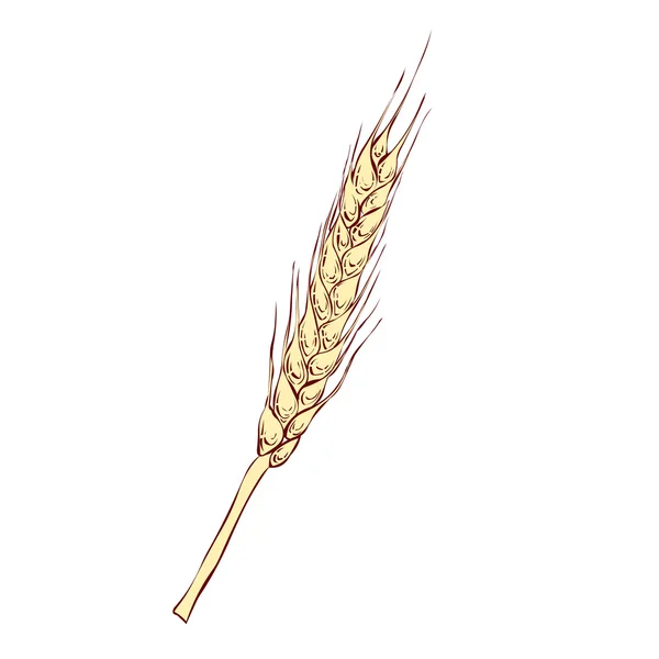 Espiga dorada de trigo . — Archivo Imágenes Vectoriales