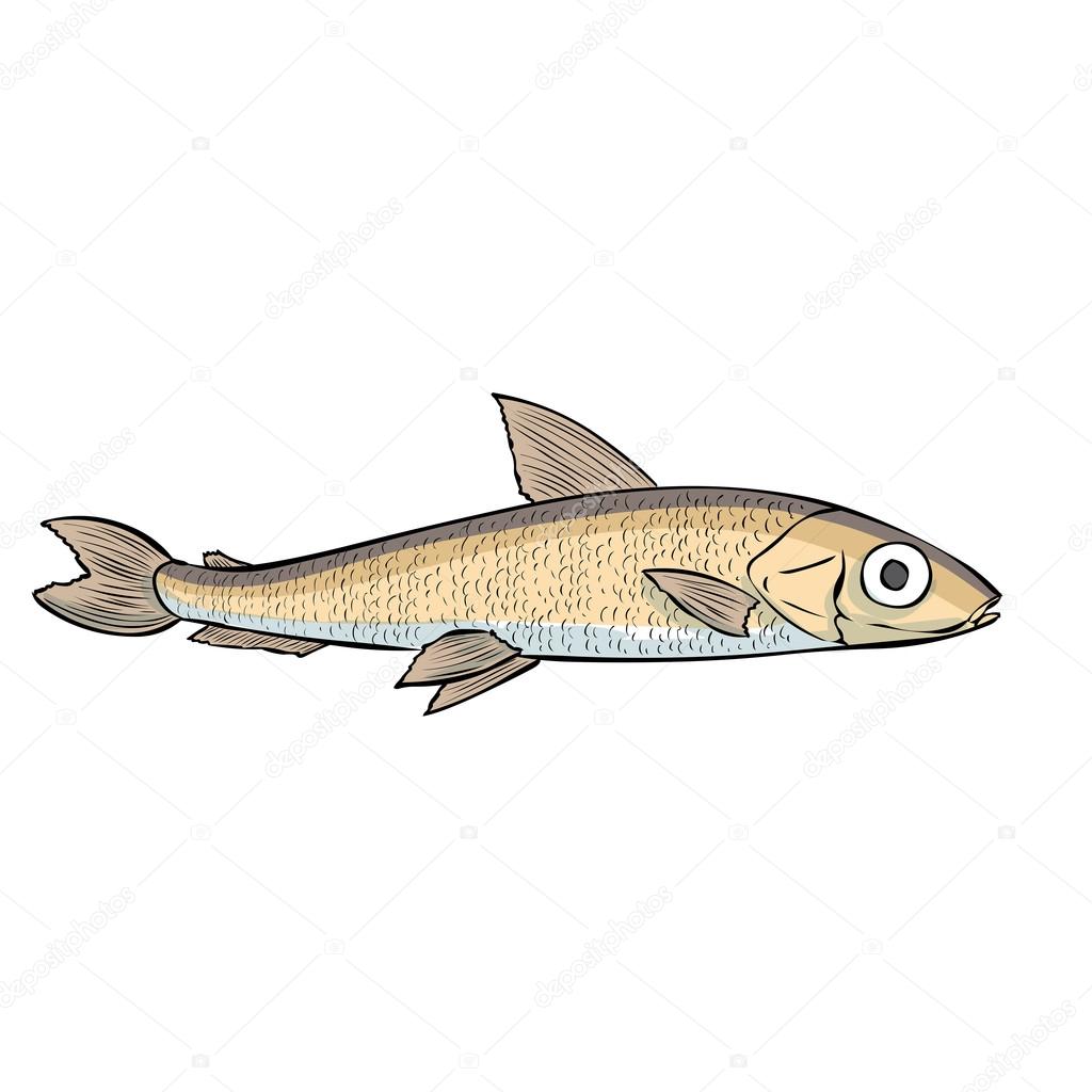 Outlined Hand drawn Smelt fish