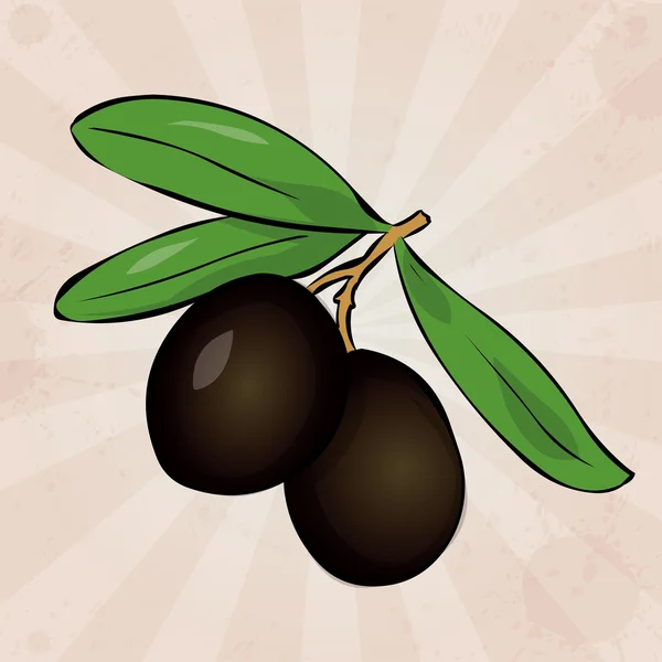 Dos aceitunas negras en rama con hojas . — Vector de stock