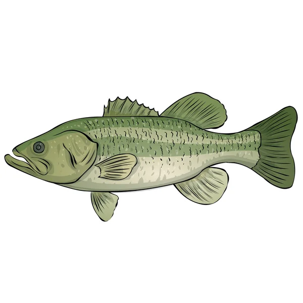 Largemouth Bass geïsoleerd — Stockvector