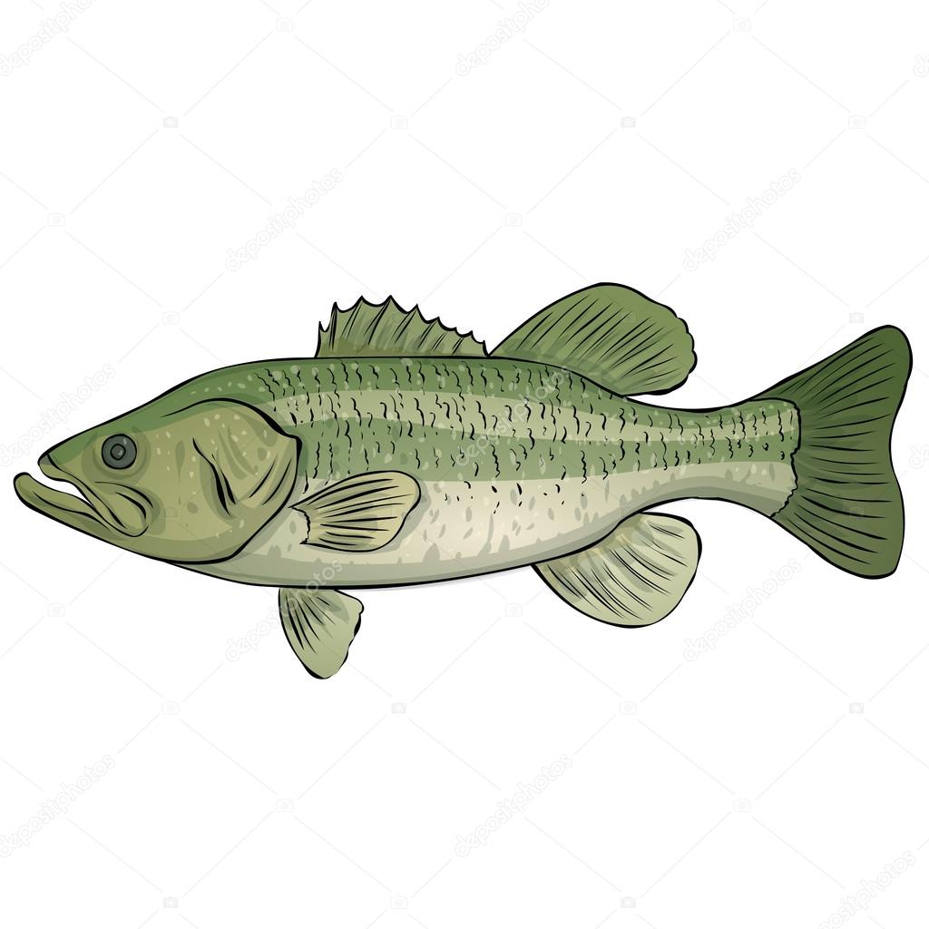 Largemouth Bass isolated 