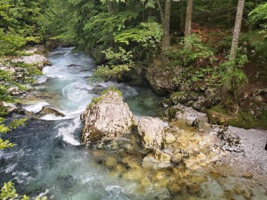 Bohinj 'de şelaleye giden yolda ormanda bir dere var. 