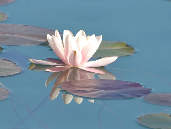 Nénuphar Sur Lac Bled Slovénie Europa — Photo