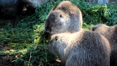 vahşi tüylü adatavşanları (nehir sıçan, eğitimin) çim yeme