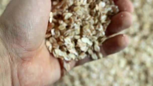 Man pours out of the hands of oats — Stock Video