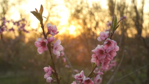 Melocotón florecen con el sol en la noche — Vídeos de Stock