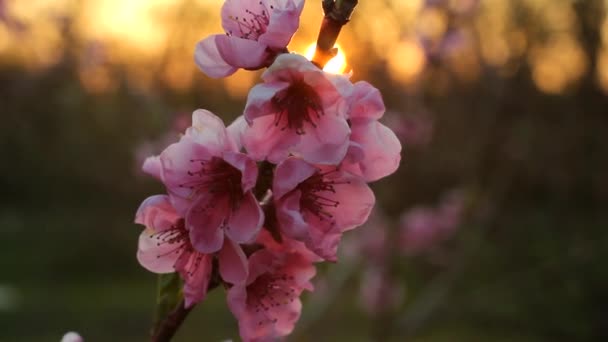 Pfirsichblüte mit Sonnenschein am Abend — Stockvideo