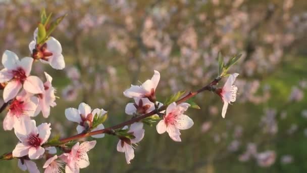 夕方には太陽の光と桃の花 — ストック動画