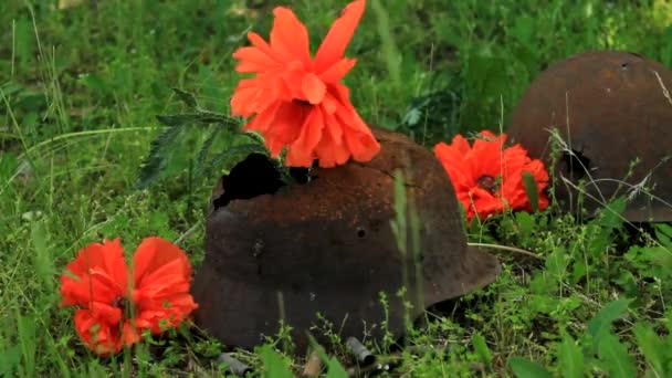 在头盔上的红色罂粟花 — 图库视频影像