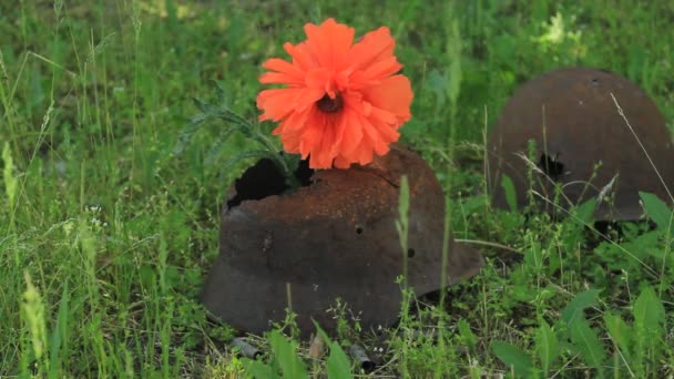 Rode papavers op de helm — Stockvideo