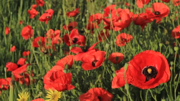 Roter Mohn — Stockvideo