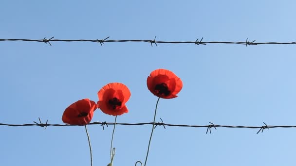 Coquelicots rouges et fils barbelés — Video