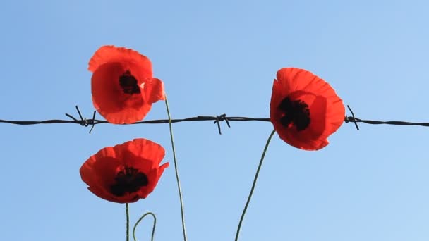 Amapolas rojas y alambre de púas — Vídeo de stock