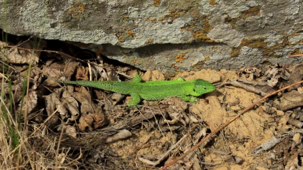 Lagarto verde tomando el sol cerca de piedra — Vídeos de Stock