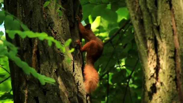 Ardilla en el árbol — Vídeo de stock