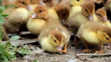 çim küçük ördek yavrusu