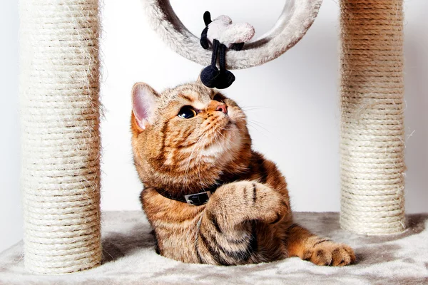 Gato doméstico bronceado jugando en casa. Animales domésticos — Foto de Stock