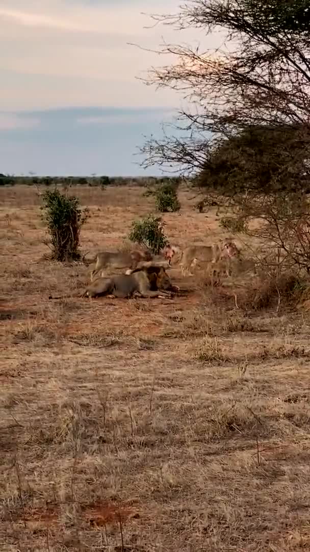 Lion Wild Large Family Wild Lions Hunt Rest Lion Eating — Stock Video