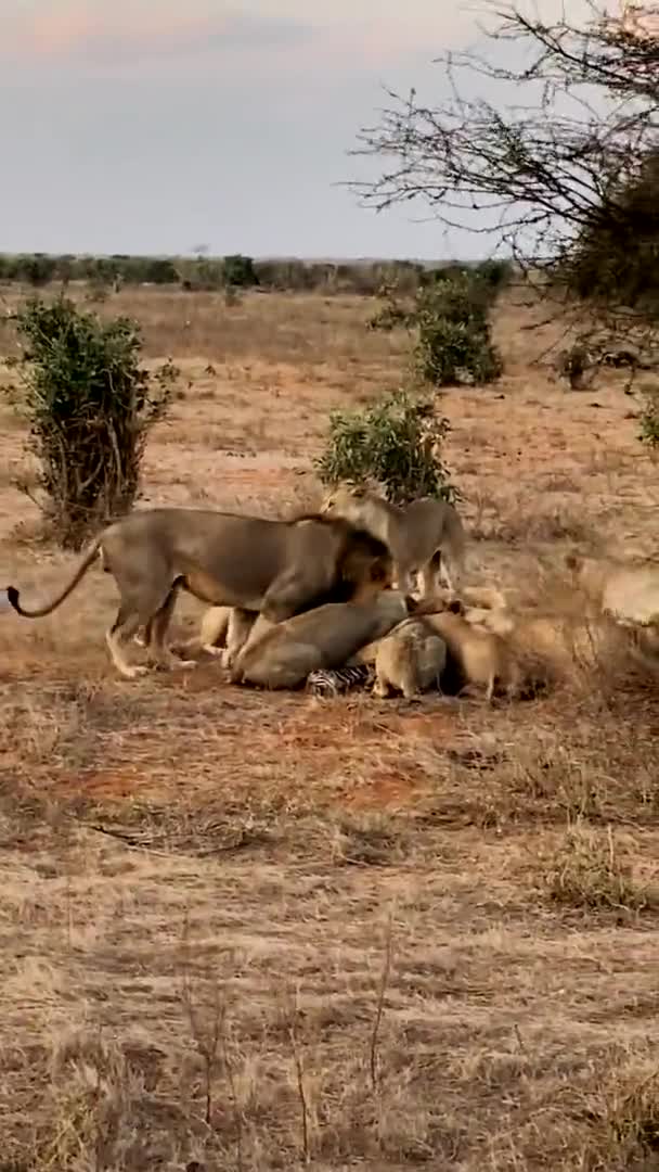 Leeuw Het Wild Een Grote Familie Wilde Leeuwen Jagen Rusten — Stockvideo