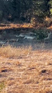Aslan vahşi doğada. Büyük bir vahşi aslan ailesi avlanır ve dinlenir. Aslan vahşi zebra yiyor.