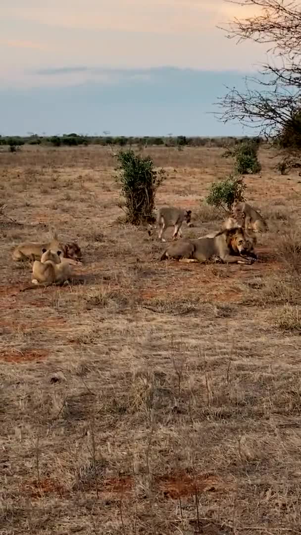 野生のライオン 野生のライオン狩りや休息の大家族 ライオン野生のゼブラを食べる — ストック動画