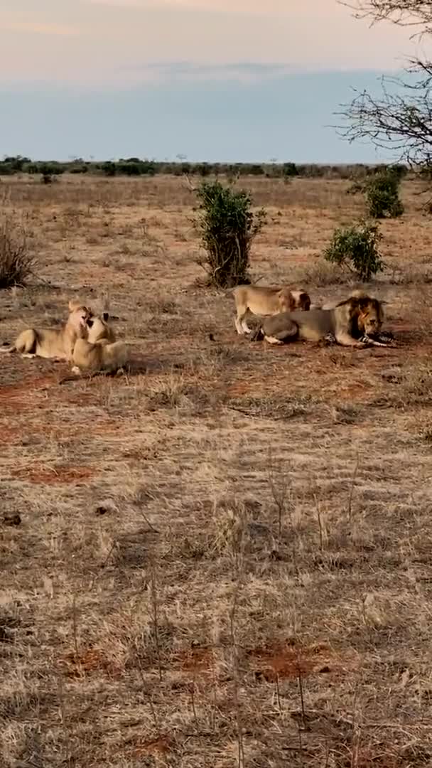 Leone Allo Stato Brado Una Grande Famiglia Leoni Selvatici Caccia — Video Stock