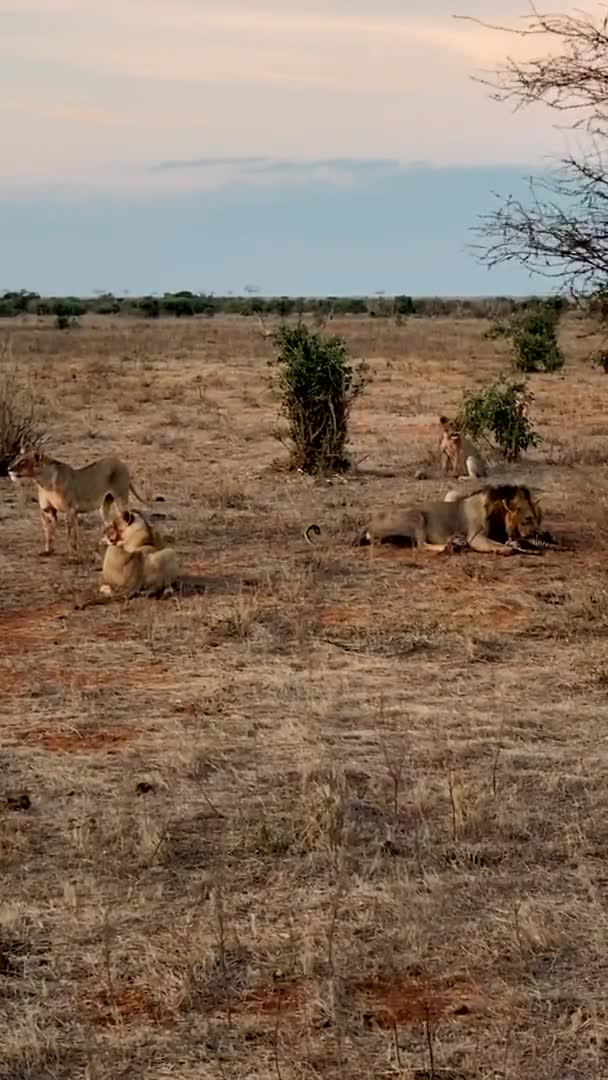 Löwe Freier Wildbahn Eine Große Familie Wilder Löwen Jagt Und — Stockvideo