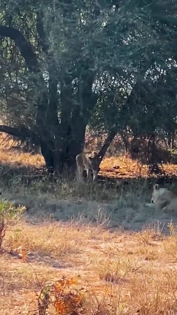 Lion Wild Large Family Wild Lions Hunt Rest Lion Eating — Stock Video